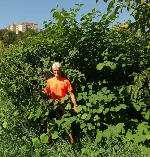 Edwin Herzberger, Mitarbeiter am Bundesforschungs- und Ausbildungszentrum für Wald, Naturgefahren und Landschaft in Wien. Seit einigen Jahren lebt er in Matzelsdorf bei Neulengbach und beobachtet die Ausbreitung des Knöterichs mit Sorge.  | Foto: Edwin Herzberger