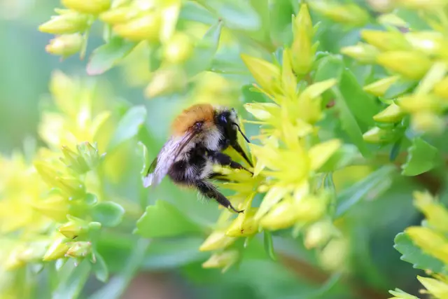 Hummel nascht an den Blüten des MAUERPFEFFER.
Genügsame Steingartenpflanze