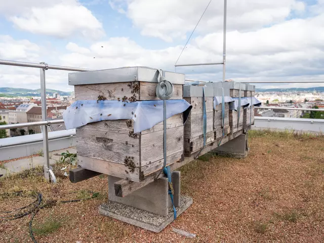 Fünf Bienenvölker zogen am Dach des ÖJAB Pflegeheim Neumargareten in Meidling ein. | Foto: Valentina Marinelic