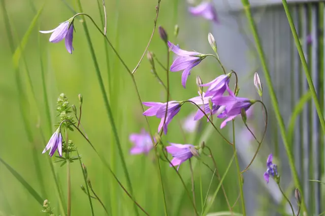 WIESENGLOCKENBLUMEN