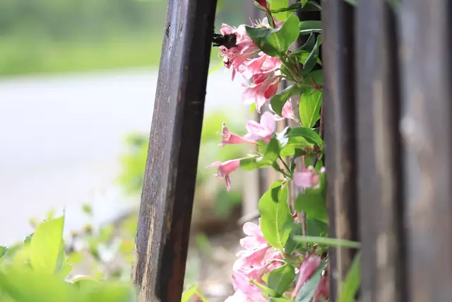 WEIGELIE-BLÜTEN lugen durch den kaputten Zaun.