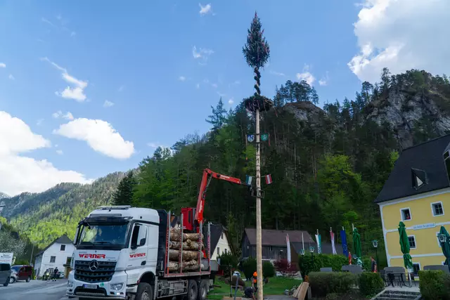 Das Aufstellen des Maibaums wird in Wildalpen zelebriert. Die Gemeinde im Osten des Bezirkes stellt heuer den beliebtesten Maibaum. | Foto: Gemeinde Wildalpen