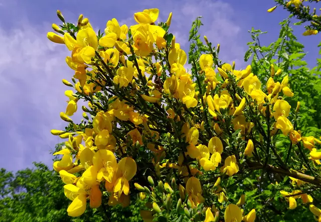 Der Ginster blüht knallgleb.