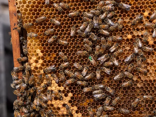 Damit die Königin leichter zu finden ist, wird sie – wie hier in Grün – oft von Imkerinnen und Imkern markiert.  | Foto: Valentina Marinelic