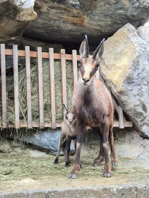 Nachwuchs sorgt für Freude  | Foto: Alpenzoo Innsbruck