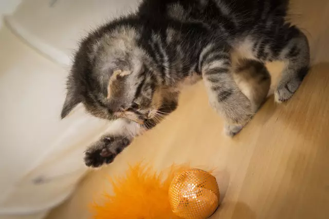 Das Tierheim St. Pölten sucht dringend neue Abnehmer für die vielen Vierbeiner | Foto: Tierschutzverein St. Pölten / TSV STP