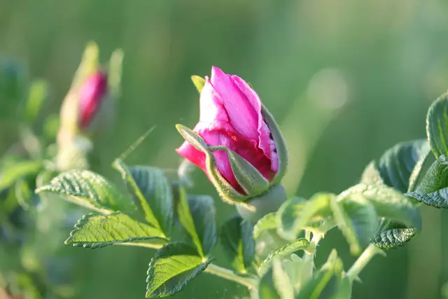 APFELROSE am Wegrand