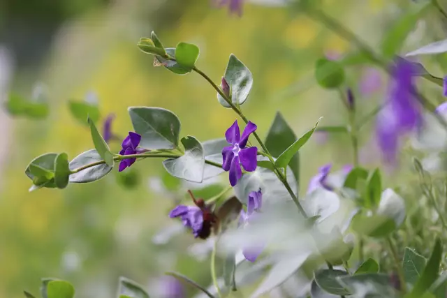 Die blauen Blüten des kleinen IMMERGÜN.