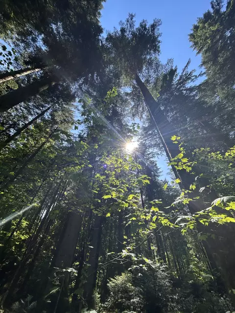 Licht und Schatten, junge und alte Bäume, verschiedene Baumarten: Ein Mischwald ist beständiger als ein Wald mit wenig Baumarten, wissen die Experten. Der Klimawandel bringt die heimischen Wälder und damit die Waldbesitzer in Bedrängnis.  | Foto: MeinBezirk/Auer