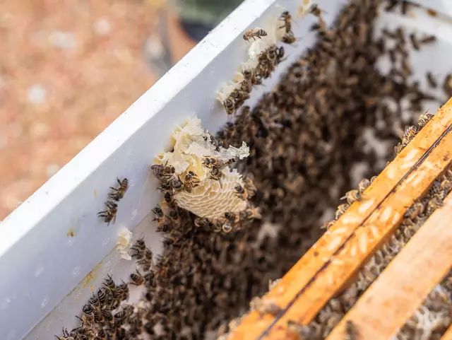 Foto: Valentina Marinelic