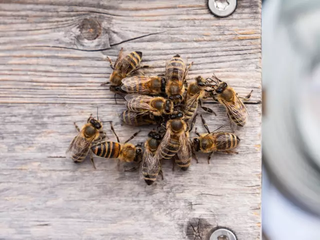 Am Dach des ÖJAB Pflegeheim Neumargareten zogen gleich fünf Bienenstöcke ein. | Foto: Valentina Marinelic