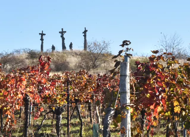 Weingarten im Herbstlaub. | Foto: Herbert Schleich