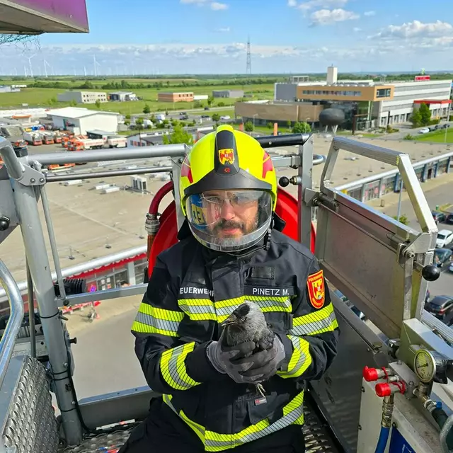 Nach dem Einsatz konnte die Krähe wieder in die Freiheit entlassen werden.  | Foto: Freiwillige Feuerwehr Neusiedl am See