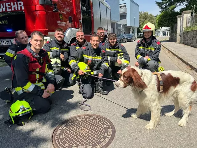 Gefangen im Gestrüpp: Filli saß auf einem völlig verwilderten Grundstück fest. | Foto: Feuerwehr Krems