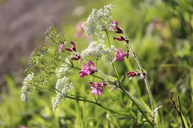 Am Waldrand treffen sich
 KERBEL und KUCKUCKSBLUME.