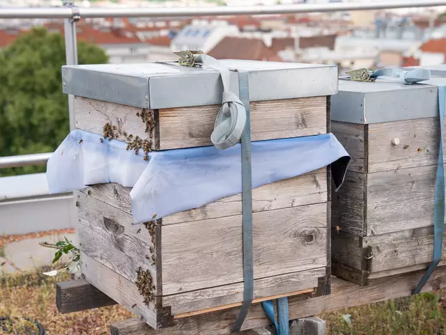 Die Bienen produzieren nun "Den Meidlinger" – einen Lagehonig der Wiener Bezirksimkerei. | Foto: Valentina Marinelic