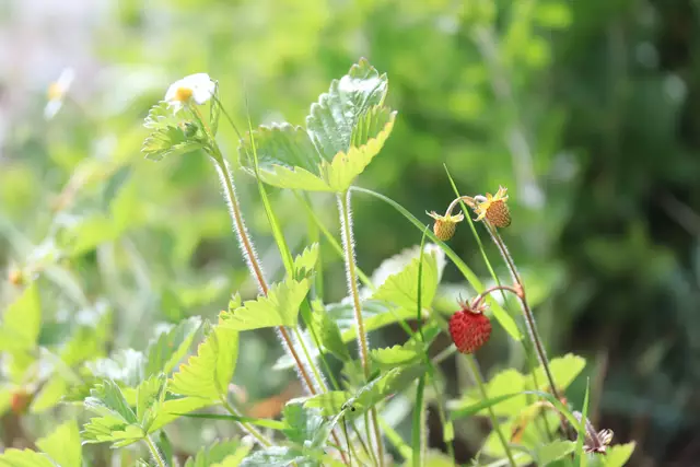 WALDERDBEEREN