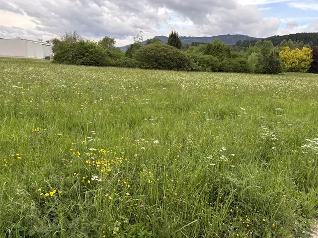 Im hohen Gras legt das Rehwild die Kitze ab, da es den Nachwuchs dort in Sicherheit vor natürlichen Feinden wähnt - aber rechnet dabei nicht mit den lebensgefährlichen Mähwerken. | Foto: MeinBezirk