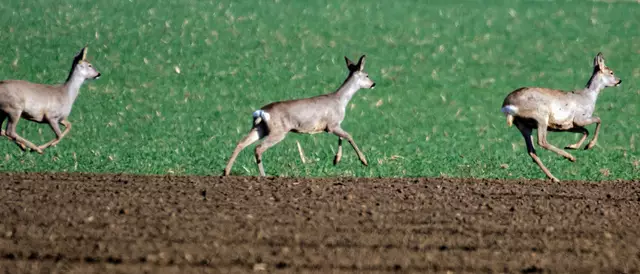Es ist der vierte Fall von mutmaßlicher Wilderei in den vergangenen vier Wochen im Bezirk Schärding: In Andorf, Eggerding, Zell an der Pram und Kopfing haben die Jäger bereits illegal geschossene Wildtiere gefunden. | Foto: FOTOKERSCHI.AT / KERSCHBAUMMAYR
