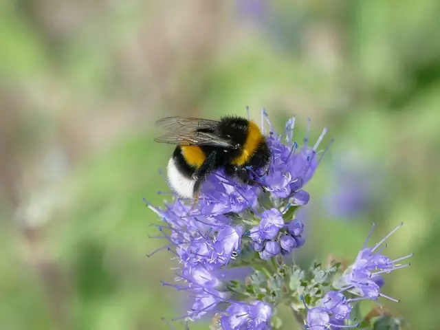 Drei Viertel aller Wildbienen nisten im Boden. Was sie dazu benötigen, sind unbewachsene, offene Stellen, Steilwände oder Abbruchkanten an Flussufern. Im Bild: Auch Hummeln gehören zu den Wildbienen. | Foto: Walter Stockhammer