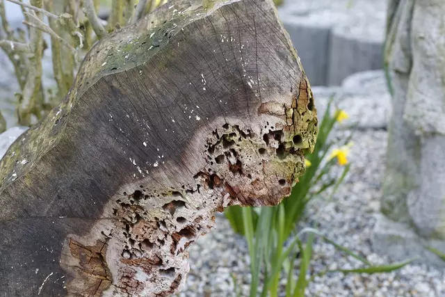 Lass offene Stellen im Garten, Totholz und Pflanzenstängel liegen, damit Bienen ihre Nester bauen können. | Foto: Symbolbild: pixabay.com