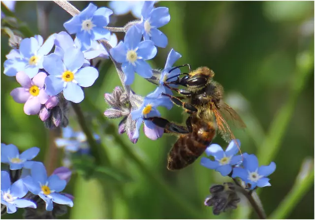 Wildbienen lieben pflegeleichte Pflanzen wie Glockenblumen, Kräuter und Obstbäume. Pflanze deshalb heimische Blumen, Stauden und Wildkräuter. | Foto: Gertrude Müller