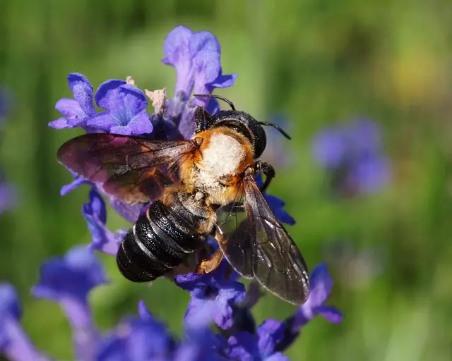 Die Asiatische Mörtelbiene ist die erste invasive Wildbiene Europas und breitet sich auch in Österreich immer weiter aus. | Foto: Viola R.
