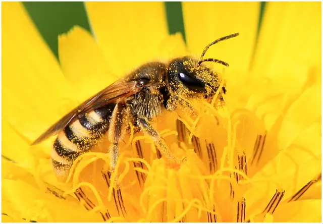 In Österreich leben über 700 verschiedene Bienenarten. Weltweit gibt es sogar mehr als 20.000 Wildbienenarten. | Foto:  Gertrude Müller