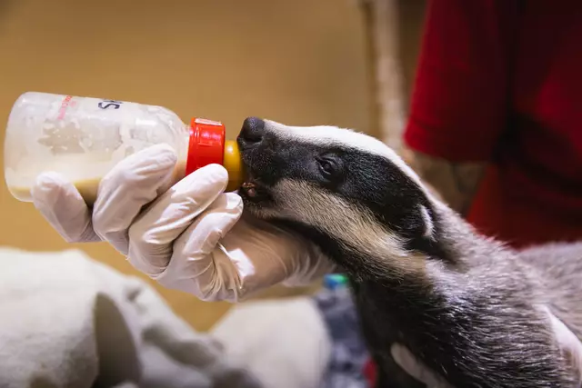 Die jungen Dachse wurden von den Pflegerinnen und Pflegern aufgepäppelt. | Foto: Alon Mekin/Tierschutz Austria