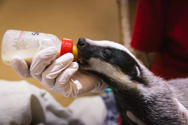 Die jungen Dachse wurden von den Pflegerinnen und Pflegern aufgepäppelt. | Foto: Alon Mekin/Tierschutz Austria
