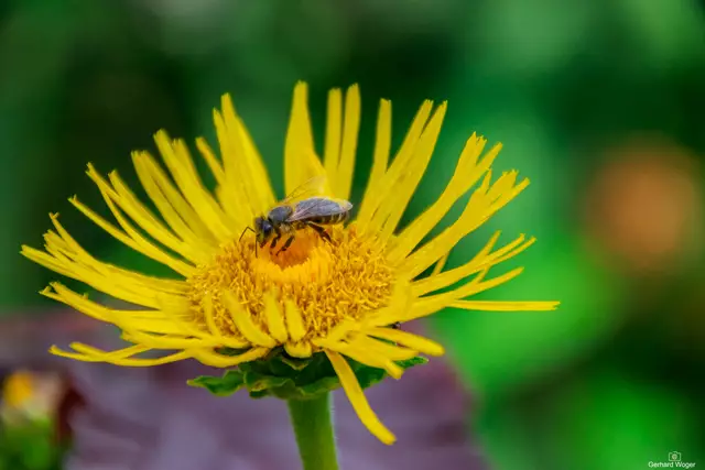 Am 20. Mai ist internationaler Tag der Bienen. | Foto: Gerhard Woger