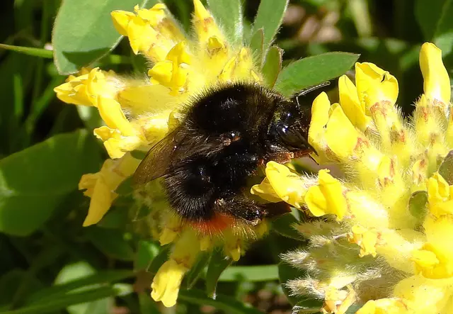Wildbienen sind keine, wie der Name suggerieren könnte, abtrünnigen Honigbienen, sondern deren wildlebende nahe Verwandtschaft. | Foto: Josef Lankmayer