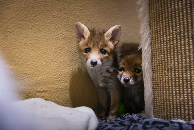 Zahlreiche Jungfüchse wurden im Tierschutzhaus aufgenommen.  | Foto: Alon Mekin/Tierschutz Austria
