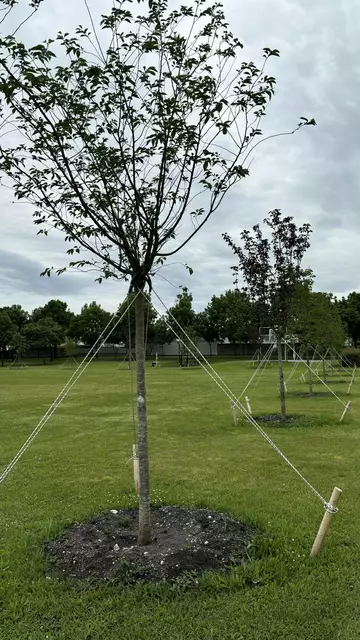 "Die Aktion „Aufblühen“ am 1. Mai eines jeden Jahres fördert die Pflanzung von Blumen und Sträuchern in Schützen. | Foto: Lisa Zehetbauer