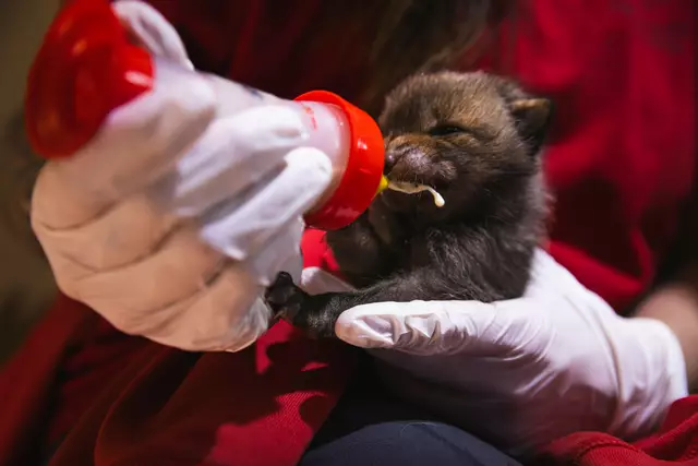 Foto: Alon Mekin/Tierschutz Austria