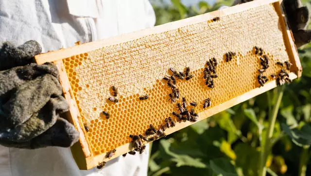 Im Bezirk Freistadt gibt es sechs „Bienenfreundliche Gemeinden“. | Foto: PantherMedia/Igor Vetushko