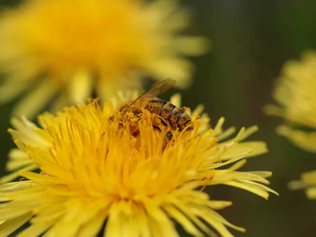 In Österreich leben über 700 verschiedene Bienenarten. Weltweit gibt es sogar mehr als 20.000 Wildbienenarten. | Foto: Martina Laserer