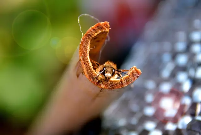 Wildbienen spielen eine entscheidende Rolle für die Bestäubung von Wild- und Kulturpflanzen, doch ihr Fortbestand ist zunehmend bedroht. | Foto: Symbolbild: pixabay.com