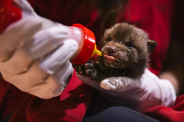 Foto: Alon Mekin/Tierschutz Austria