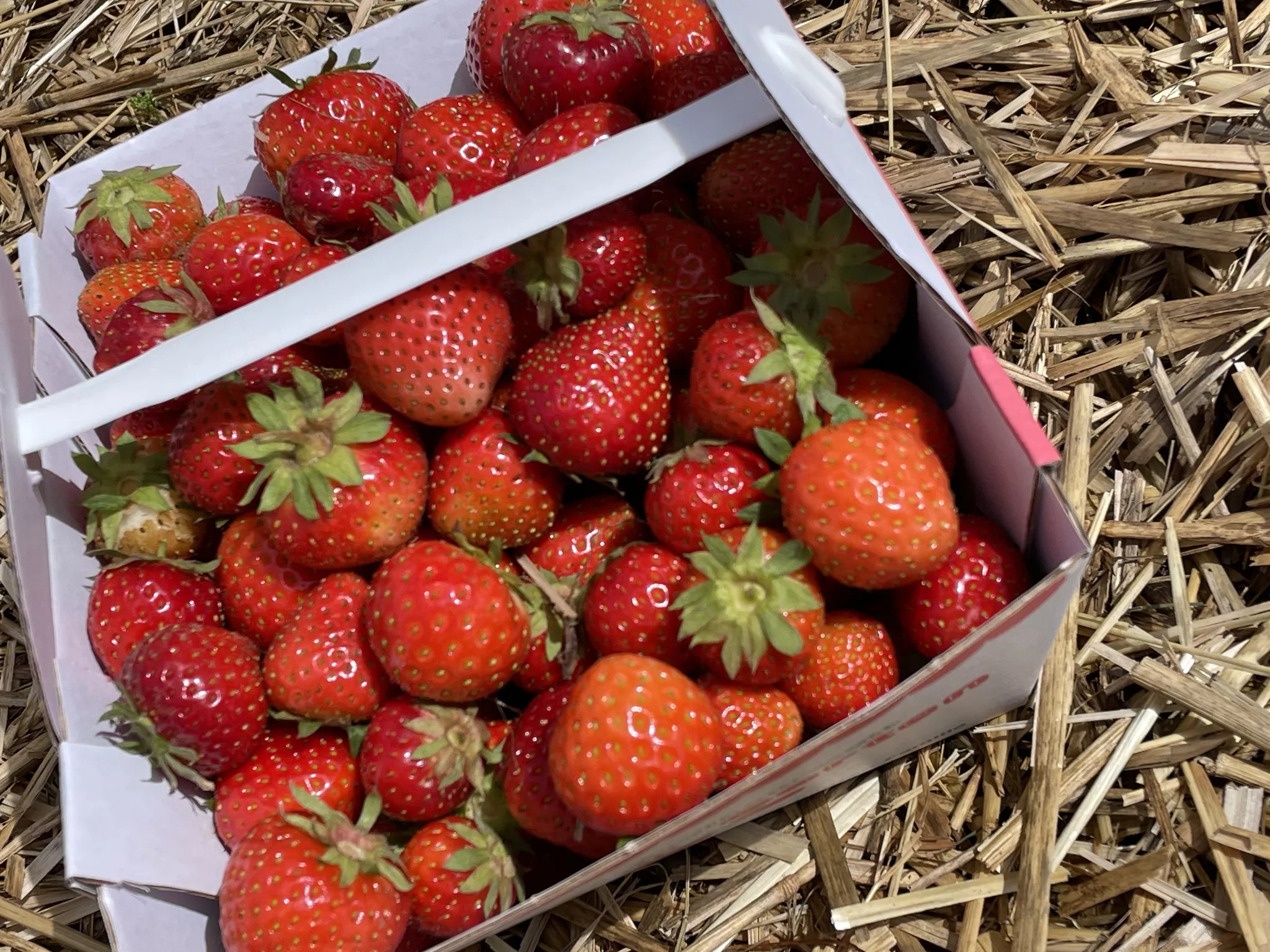 Es-ist-wieder-Erdbeerzeit-am-Feldkirchner-Wochenmarkt