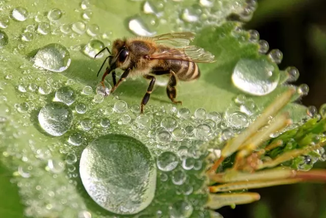 Anlässlich des Weltbienentages rücken der Österreichische Wildbienenrat und der Naturschutzbund die Bedeutung der Wildbienen in den Fokus.  | Foto: Emma Sommeregger