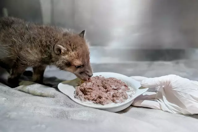 Foto: Alon Mekin/Tierschutz Austria