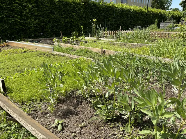 Die Beete im Stadtteilgarten im Süden der Stadt.  | Foto: Lisa Gold
