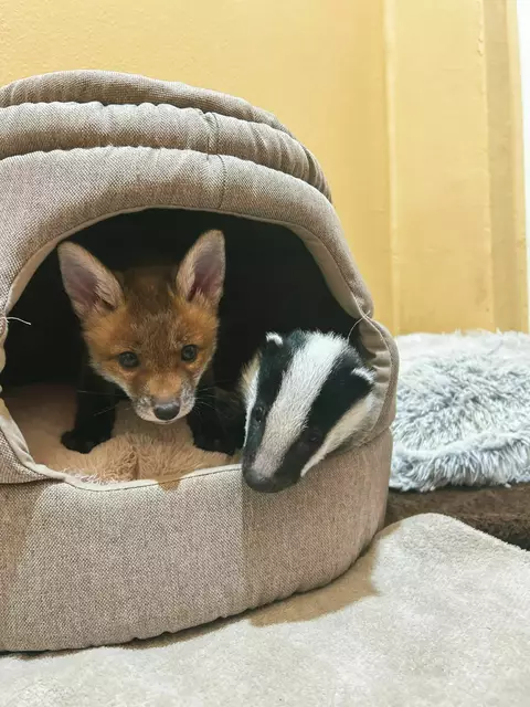 Die kleinen Füchse und Dachse scheinen sich gut zu verstehen.  | Foto: Alon Mekin/Tierschutz Austria