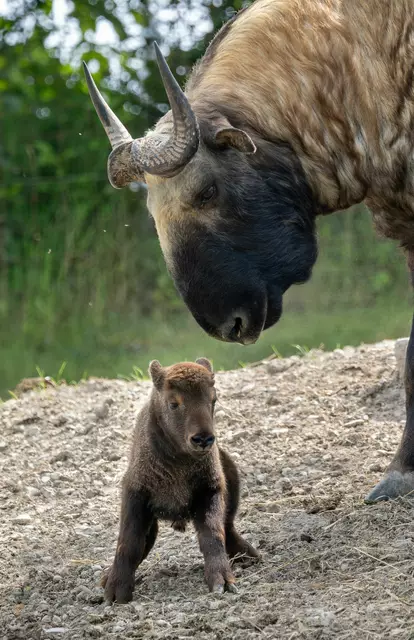 Mishmi-Tarkine zählen laut Zoo Schmiding als gefährdete Tierart. | Foto: Zoo Schmiding/Peter Sterns