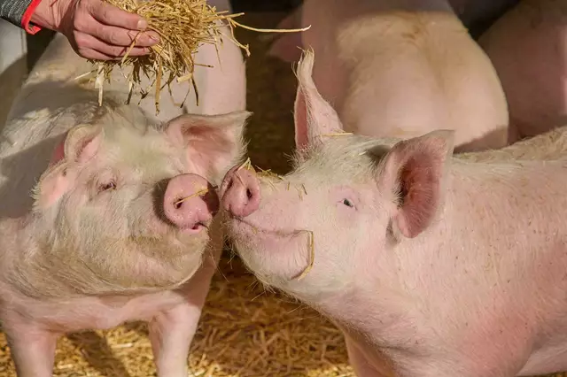 Die Strohschweinehaltung erfährt durch das angehende Vollspaltenverbot eine neue Popularität. | Foto: Privat