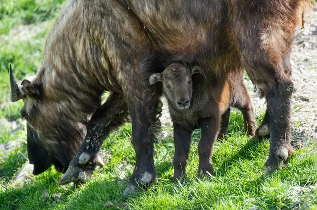 Im Schutz seiner Mutter kann das Baby bereits seine Umgebung im Zoo Schmiding erkunden. | Foto: Zoo Schmiding/Peter Sterns