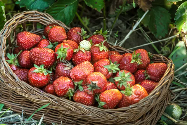 2025 | Foto: maramorosz (YAYMicro)/panthermedia