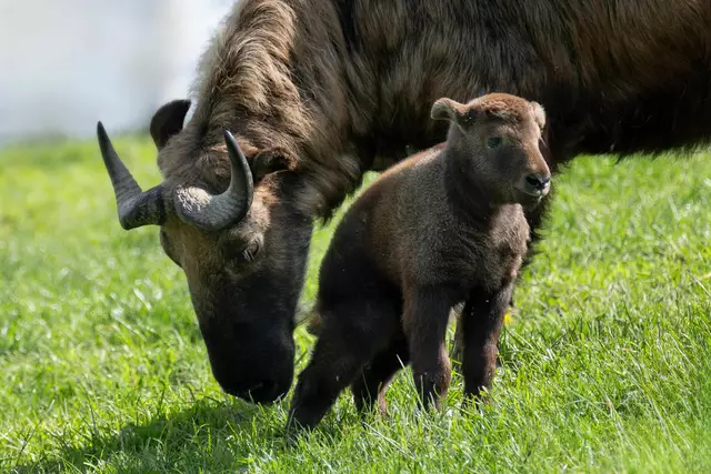 Wichtiger Erfolg für den Artenschutz: Im Zoo Schmiding in Krenglbach wurde eine Mishmi-Tarkin-Baby geboren und erkundet die Himalaya-Anlage. | Foto: Zoo Schmiding/Peter Sterns