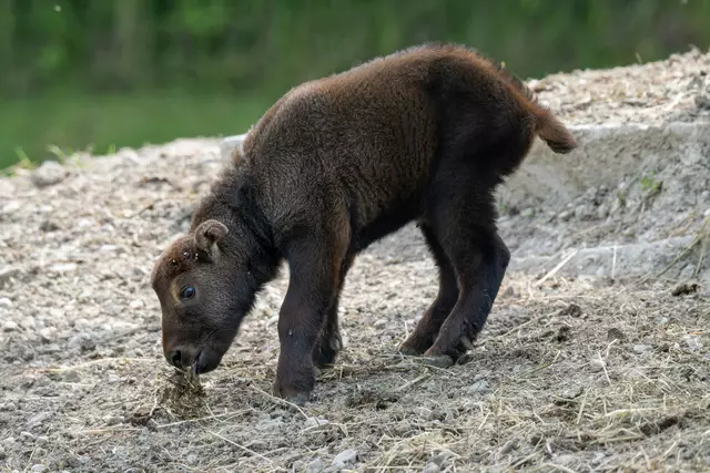 Wichtiger Erfolg für den Artenschutz: Im Zoo Schmiding in Krenglbach wurde eine Mishmi-Tarkin-Baby geboren und erkundet die Himalaya-Anlage | Foto: Zoo Schmiding/Peter Sterns